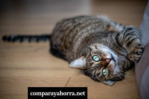 comparativa rascadores gatos baratos