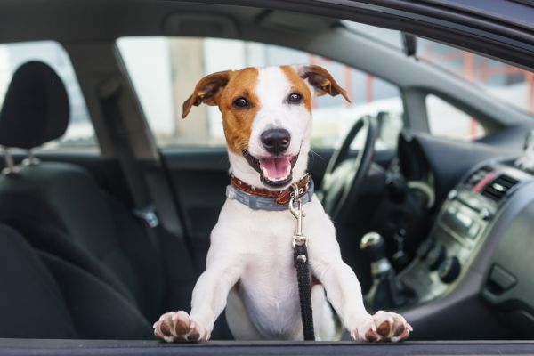 mejores fundas de asiento para mascotas para coche